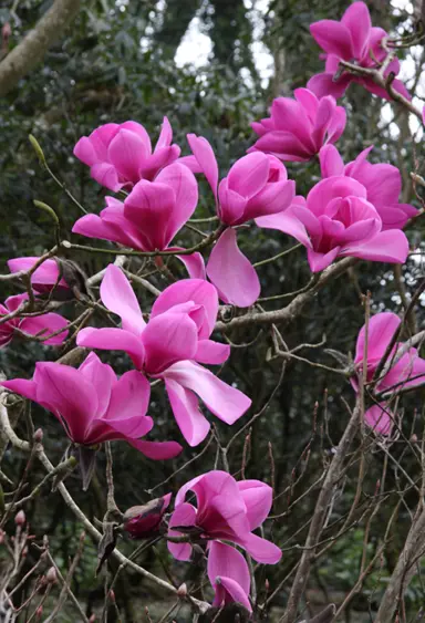 magnolia-jc-williams-2