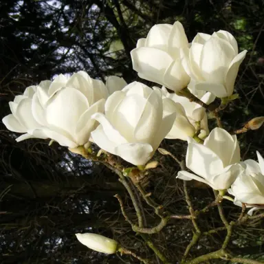 magnolia-lennei-alba-