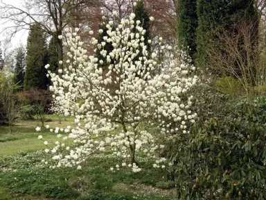 magnolia-lennei-alba-1