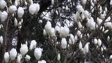 magnolia-lennei-alba-2