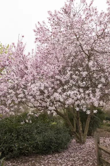 magnolia-loebneri-leonard-messel-2
