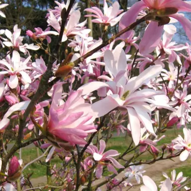 magnolia-loebneri-leonard-messel-3