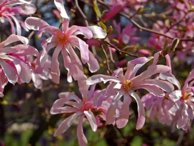 magnolia-leonard-messel-4
