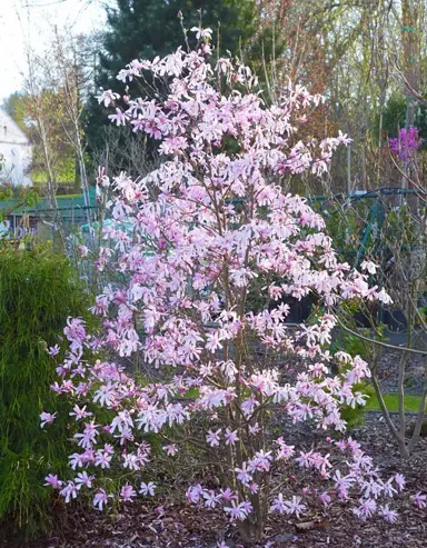 magnolia-leonard-messel-5