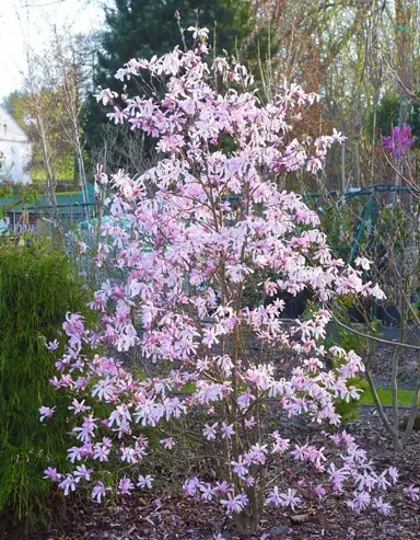 magnolia-loebneri-leonard-messel-5
