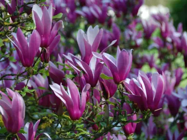 magnolia-liliiflora-nigra-1