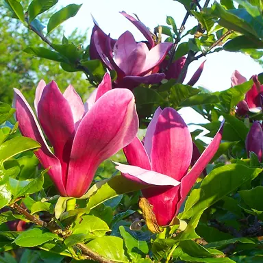 magnolia-liliiflora-nigra-3