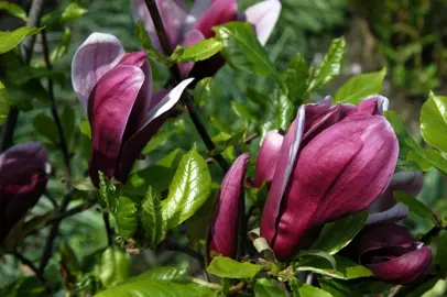 magnolia-liliiflora-nigra-5