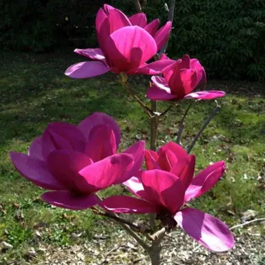 magnolia-royal-purple-1
