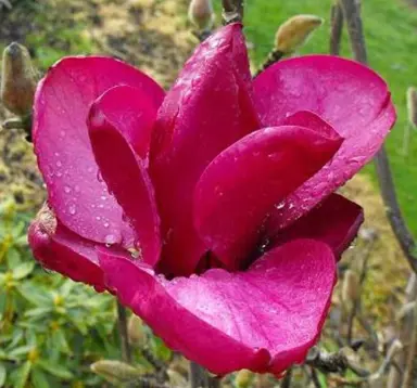 magnolia-royal-purple-2
