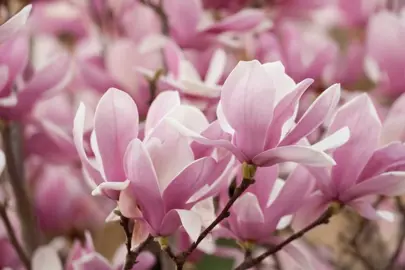magnolia-soulangeana-