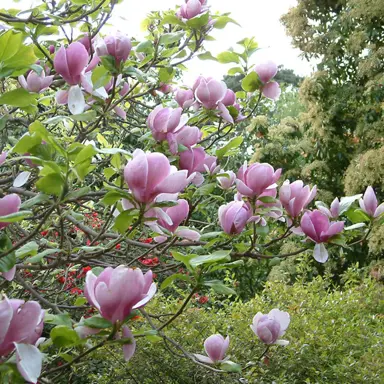 magnolia-soulangeana-1
