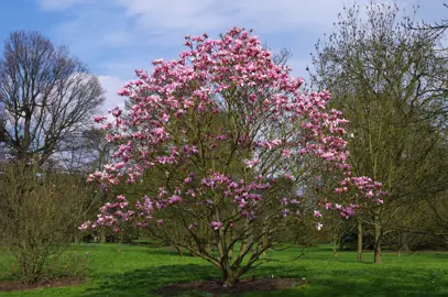 magnolia-star-wars-
