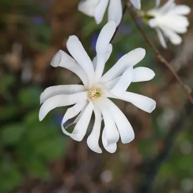 magnolia-stellata-