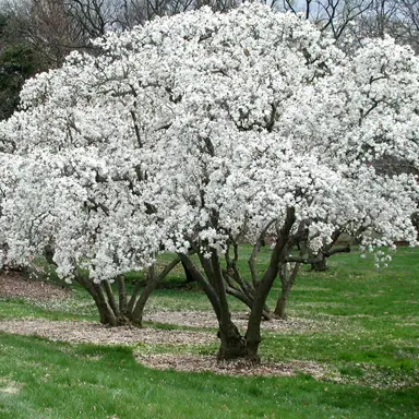 magnolia-stellata-1