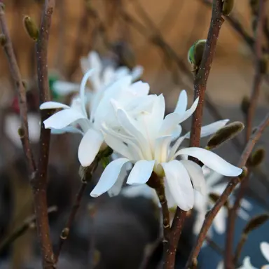 magnolia-stellata-2