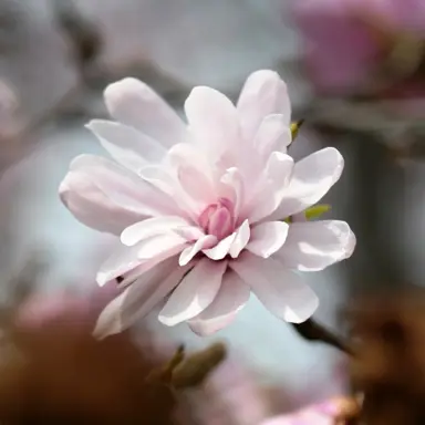 magnolia-dawn-