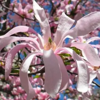 magnolia-dawn-1