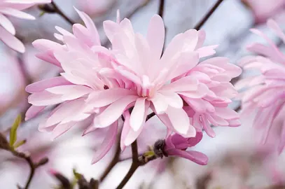 magnolia-jane-platt-