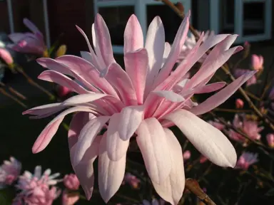 magnolia-jane-platt-1