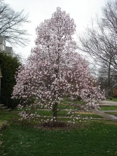 magnolia-jane-platt-2