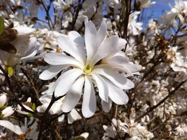 magnolia-waterlily-2