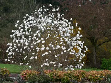 magnolia-waterlily-4