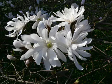 magnolia-waterlily-5