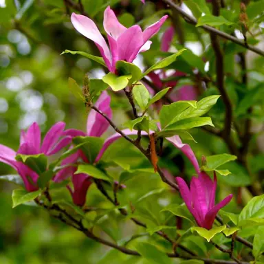 magnolia-susan-1