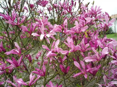 magnolia-susan-2