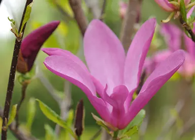 magnolia-susan-3