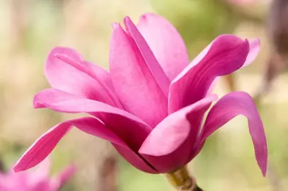 magnolia-vulcan-