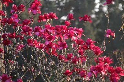 magnolia-vulcan-4