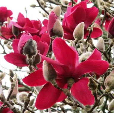 magnolia-vulcan-6