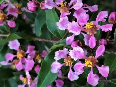 Malpighia 'Pixie' plant with pink flowers.