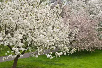 malus-coronet-peak-