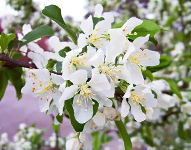 malus-coronet-peak-1