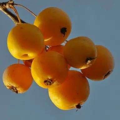 malus-coronet-peak-2