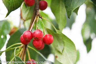 malus-red-jade-5