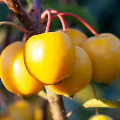 malus-toms-gold-