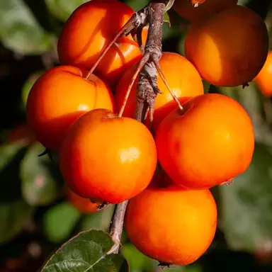 malus-toms-orange-