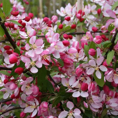 malus-floribunda-