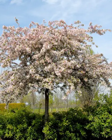 malus-floribunda-1