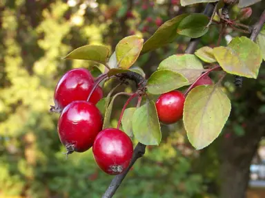 malus-floribunda-4