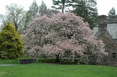 malus-floribunda-5