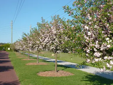 malus-ioensis-plena-1