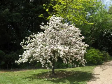 malus-ioensis-plena-10