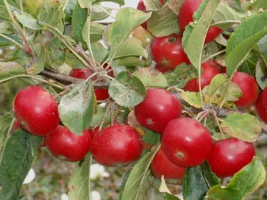 malus-jack-humm-3