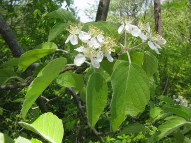 malus-tschonoskii-3