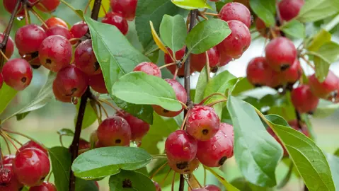 malus-tschonoskii-5